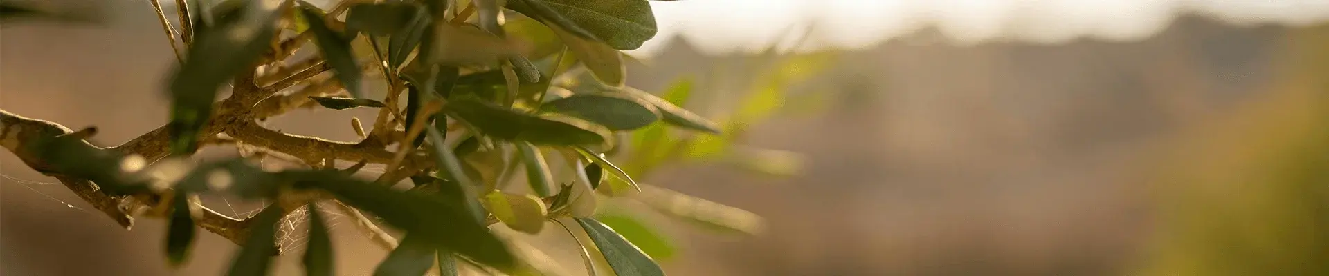 olive trees