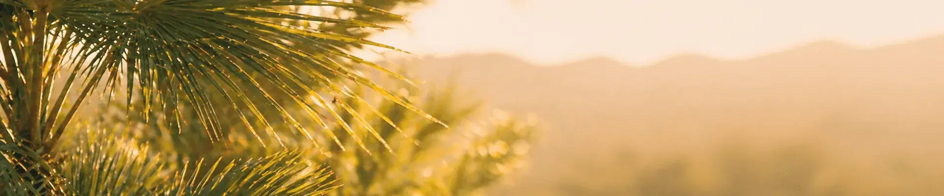 palm trees