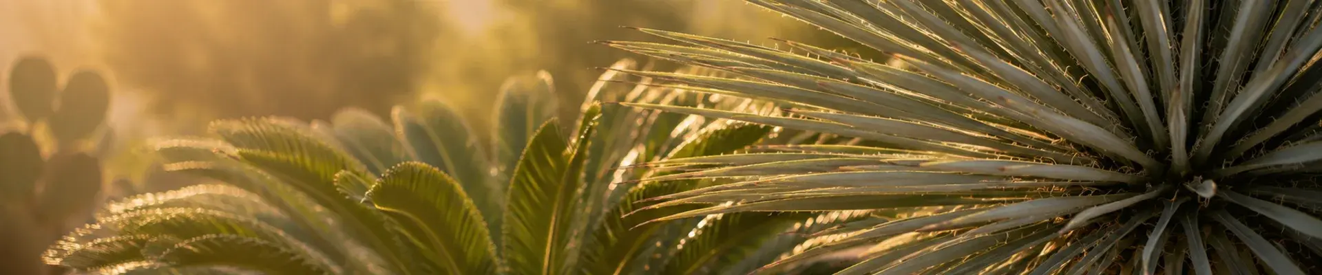 exotic plants