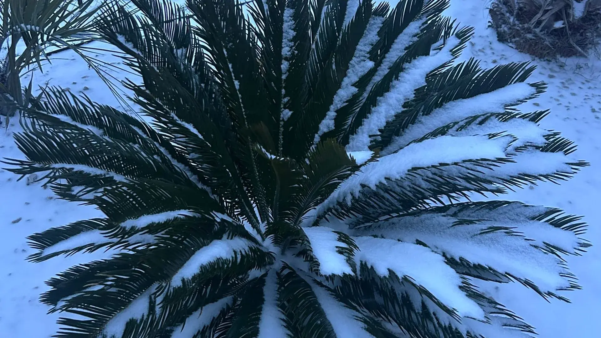 Cycas біля дому під снігом