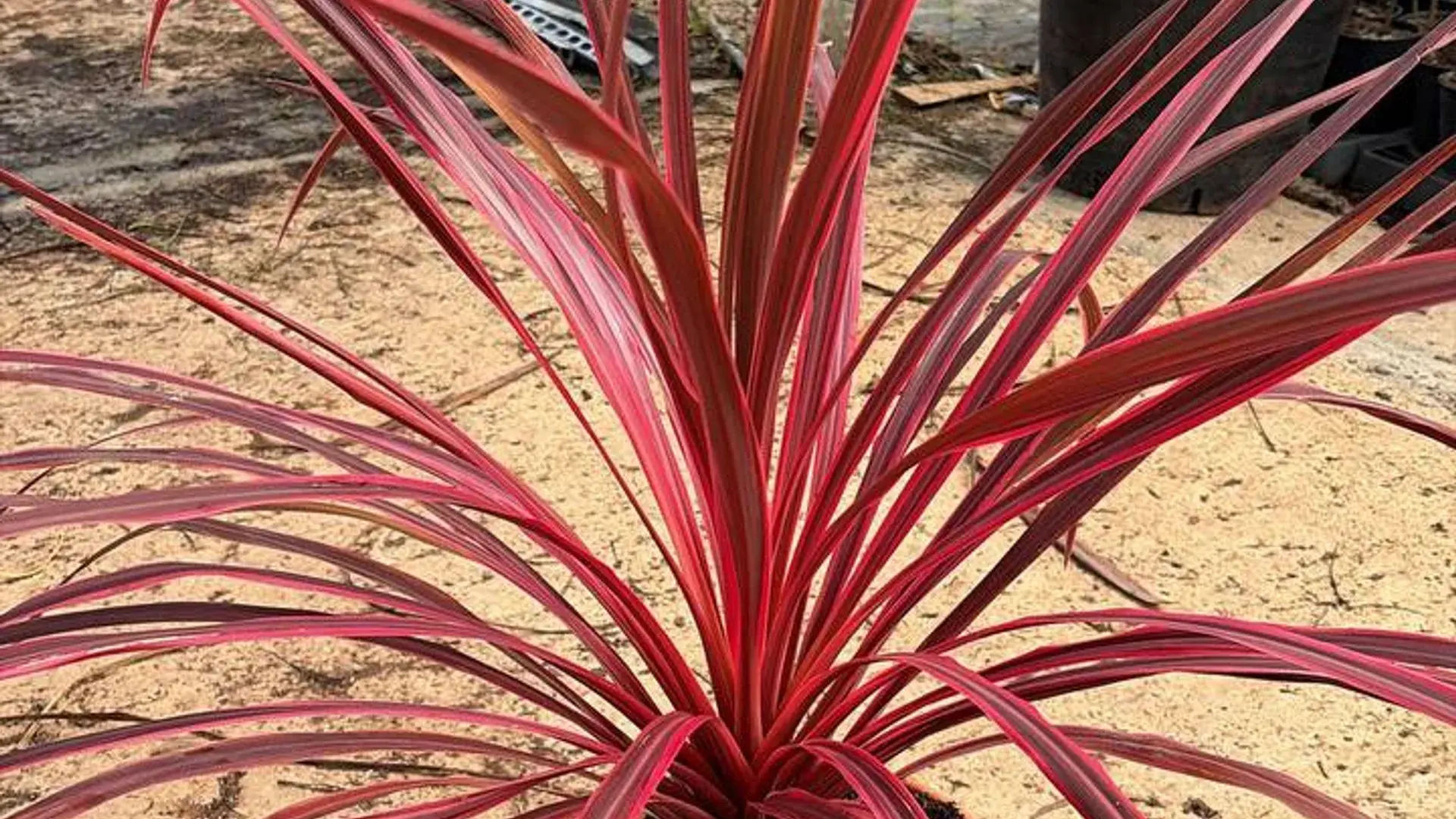 Cordyline Passion Pink— яскравий акцент для саду та тераси, що поєднує екзотичну форму, насичений колір і декоративність протягом усього сезону.