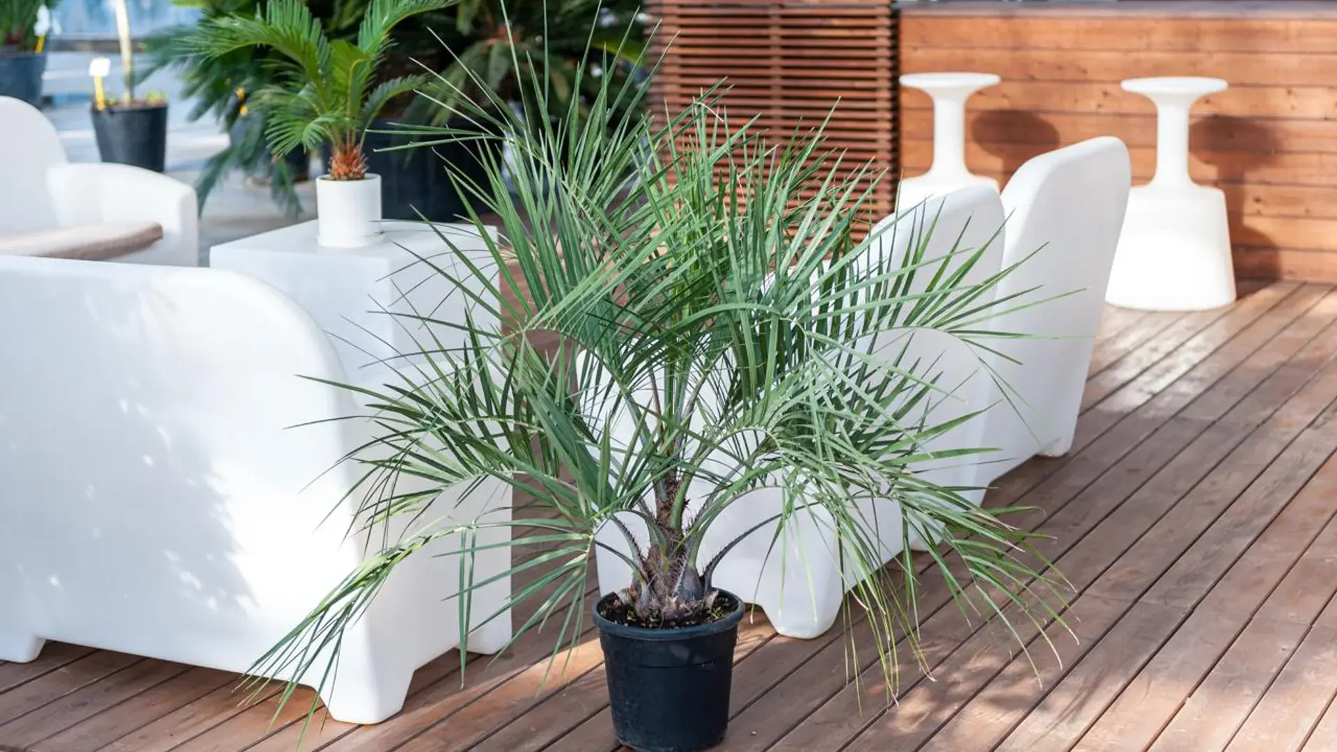 Пальма Робелена та Cycas — елегантне поєднання для терас, лаунж зон і садів у середземноморському стилі.