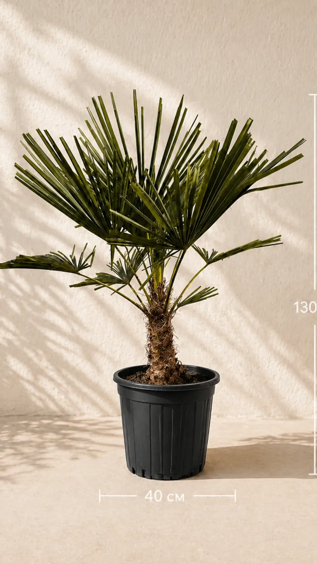 Trachycarpus Fortunei young 1