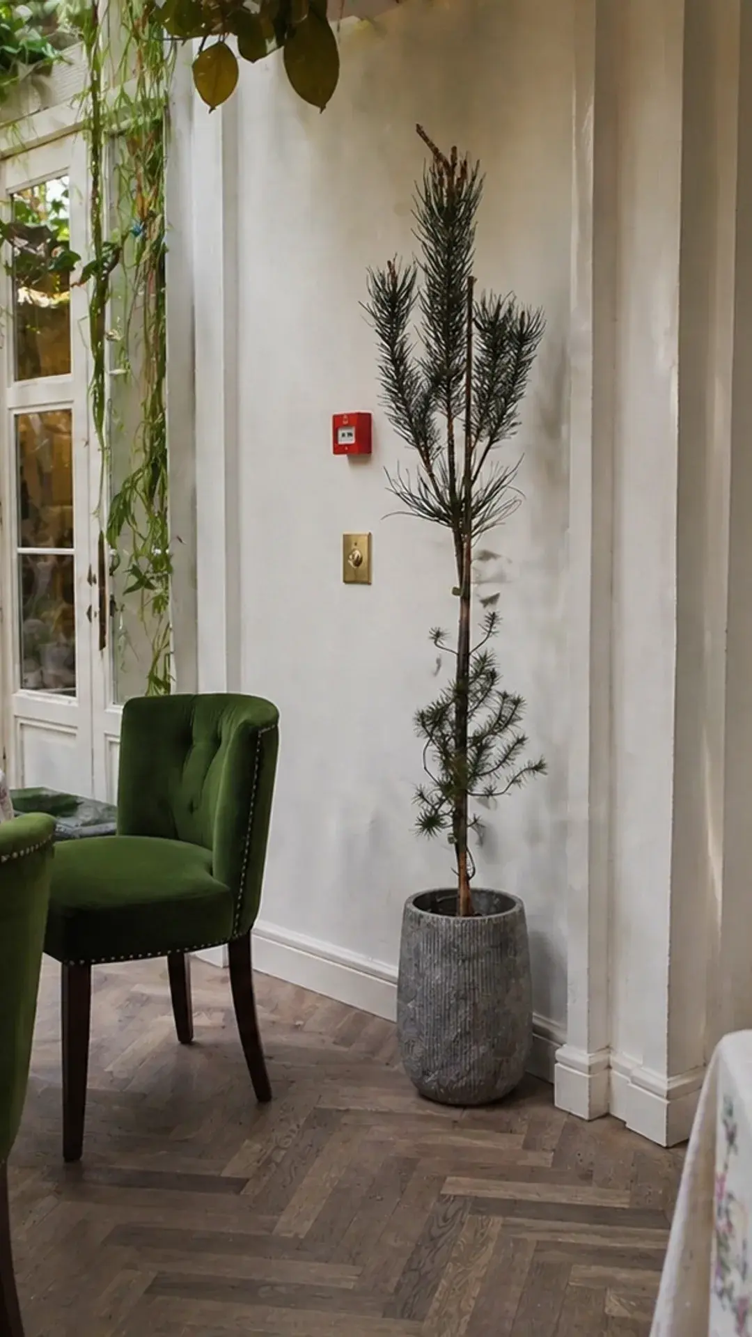 pinus3