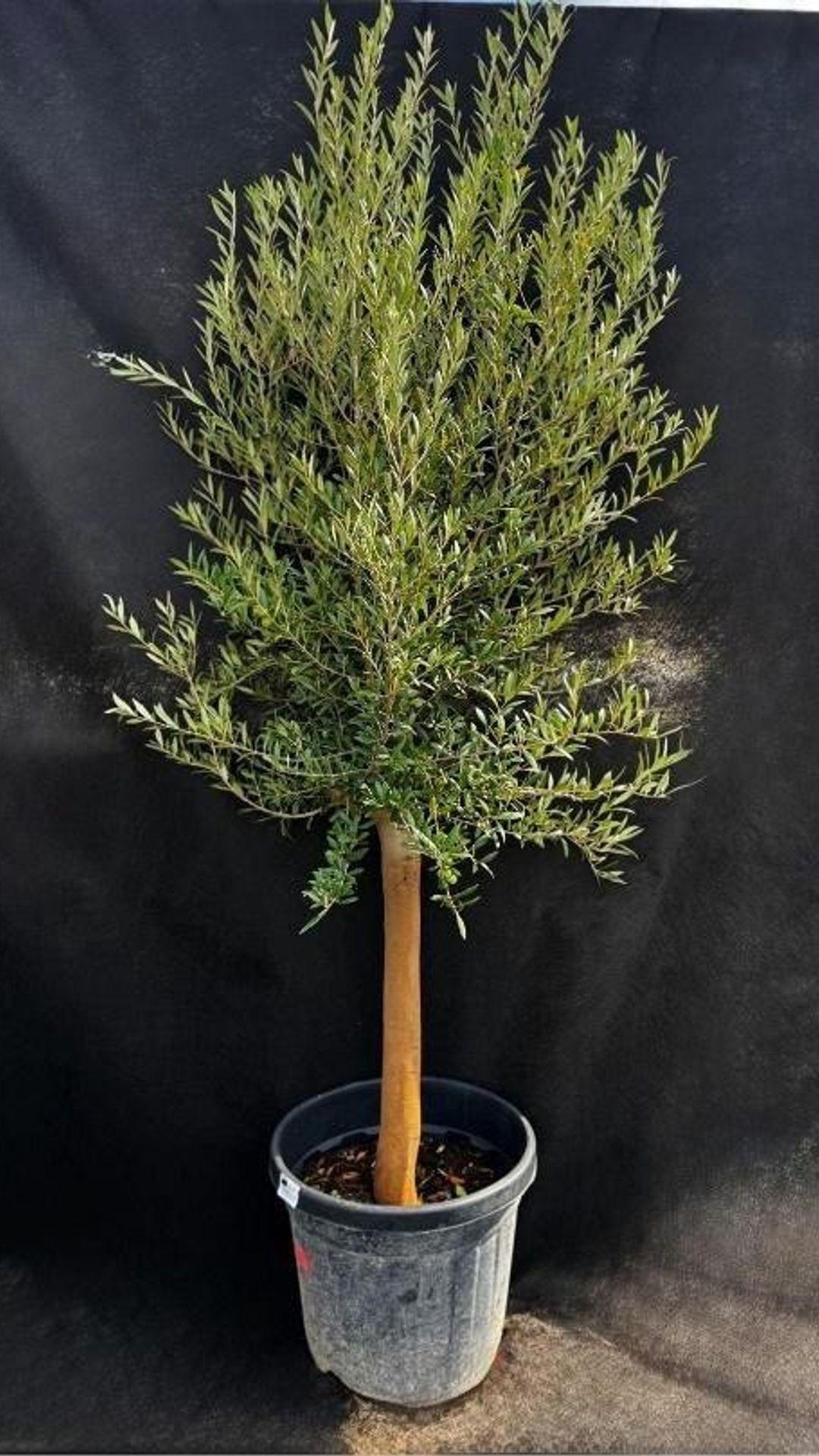 ARBEQUINA 103