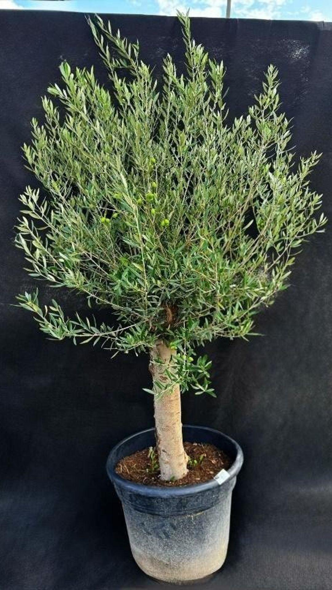 ARBEQUINA 155