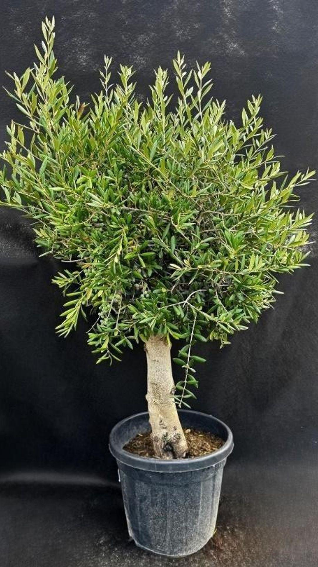 ARBEQUINA180