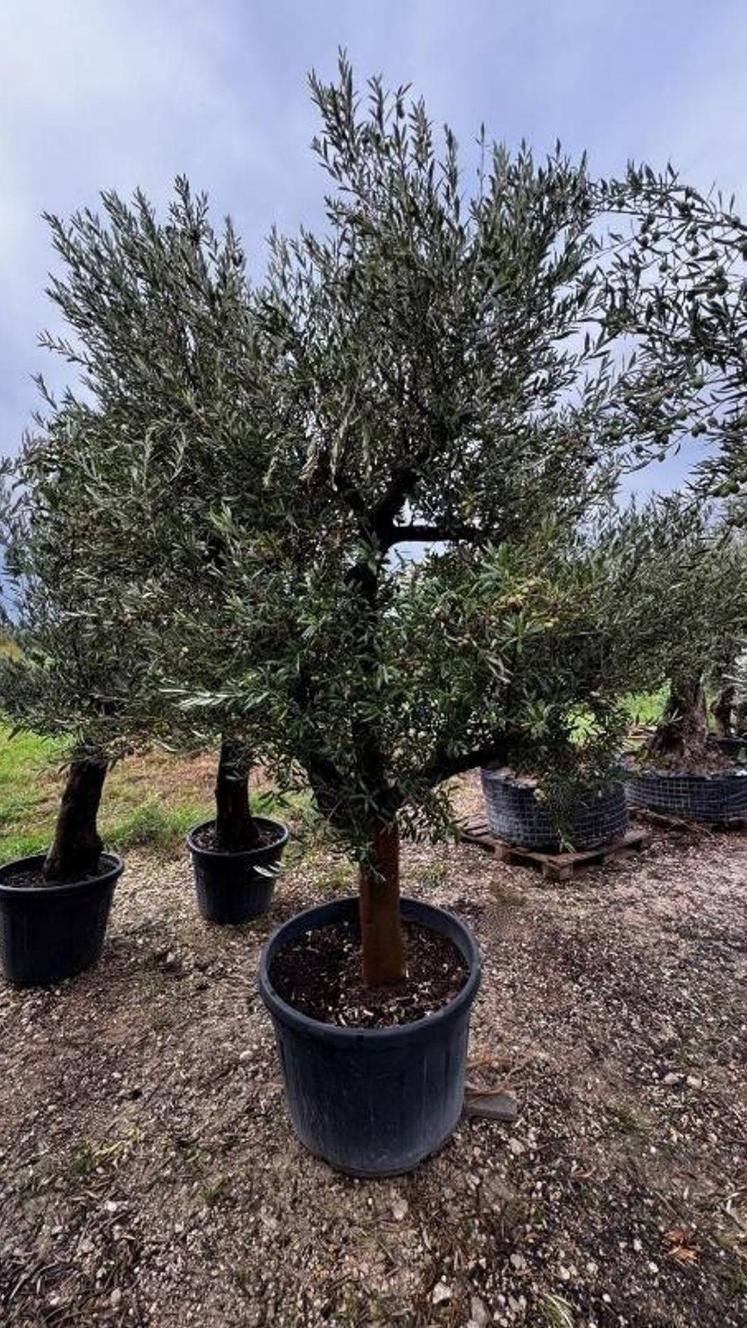 ARBEQUINA645