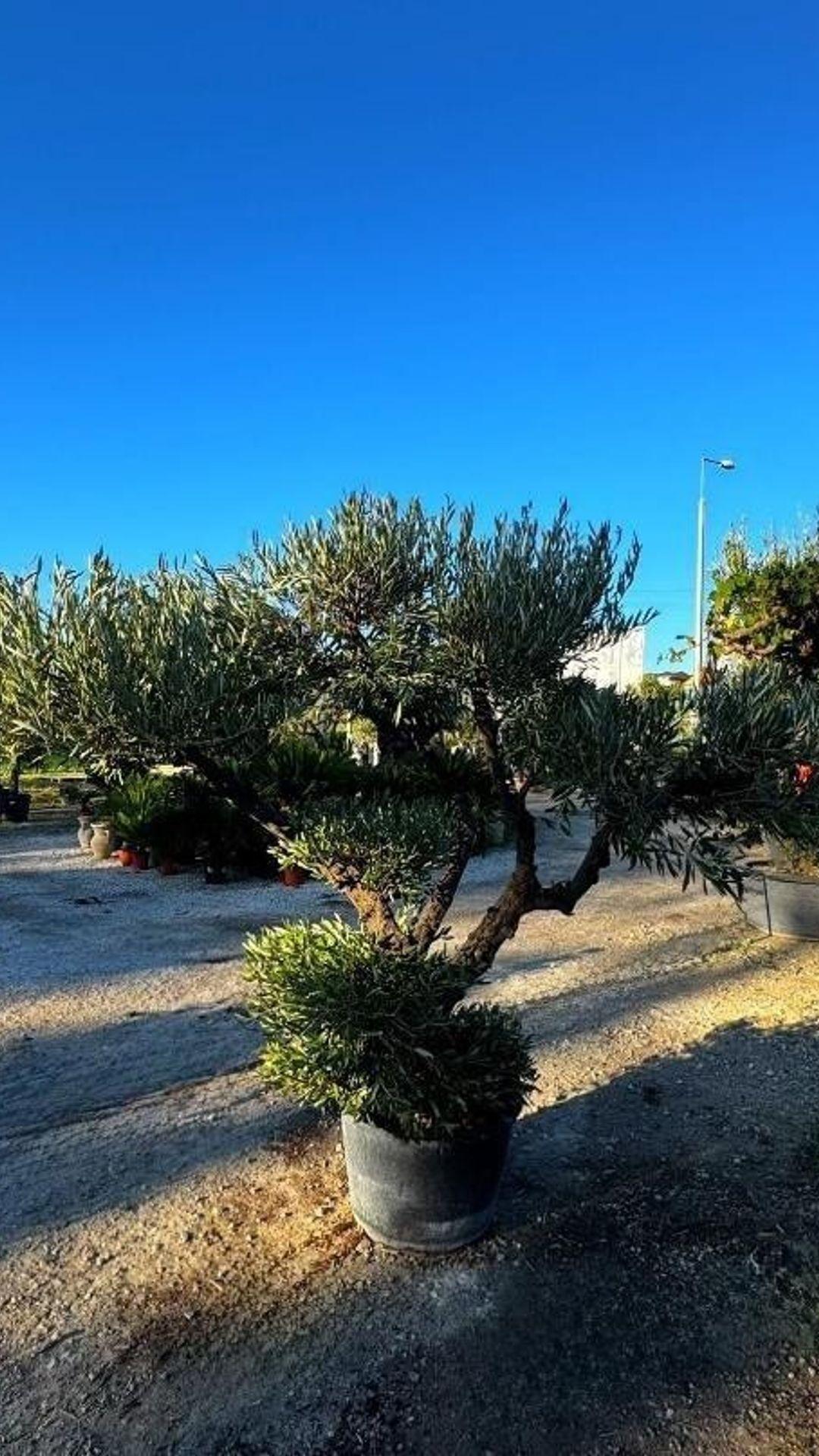 BONSAI PICUAL835