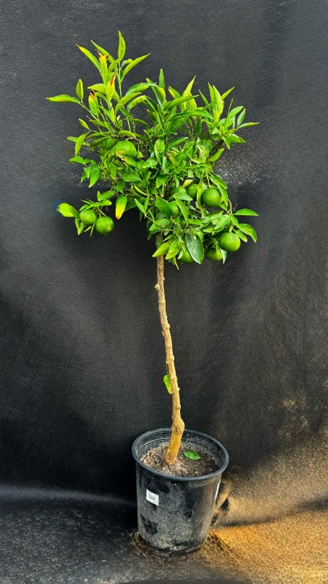 CITRUS CLEMENTINA
