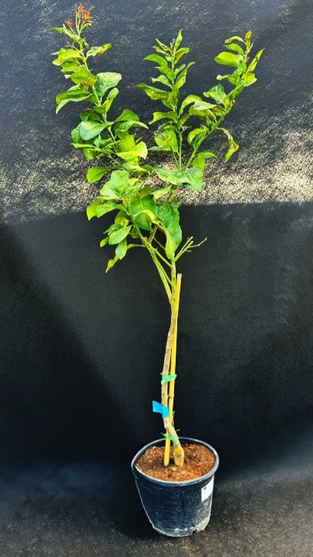LIMONERO EUREKA