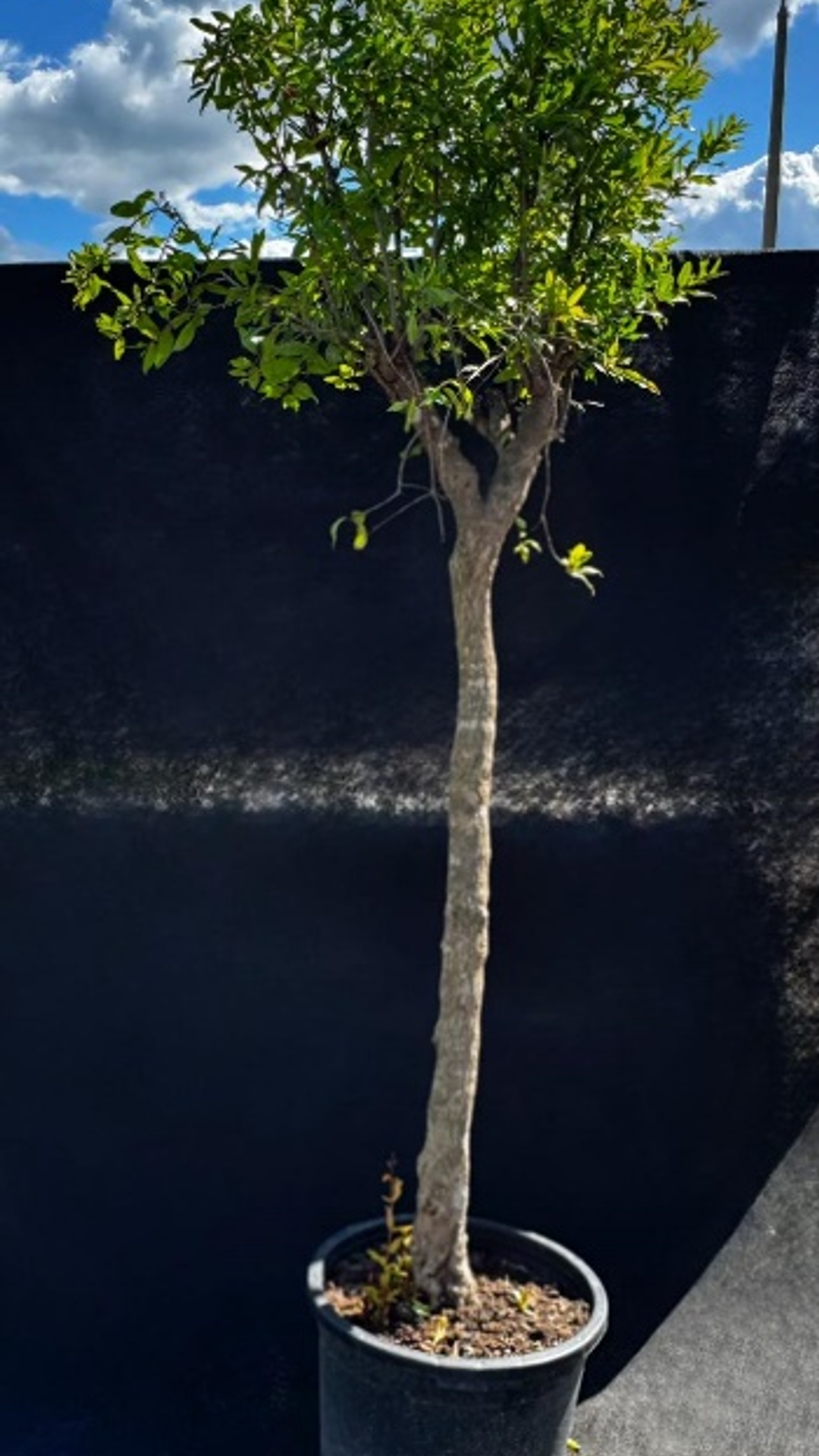 PUNICA GRANATUM