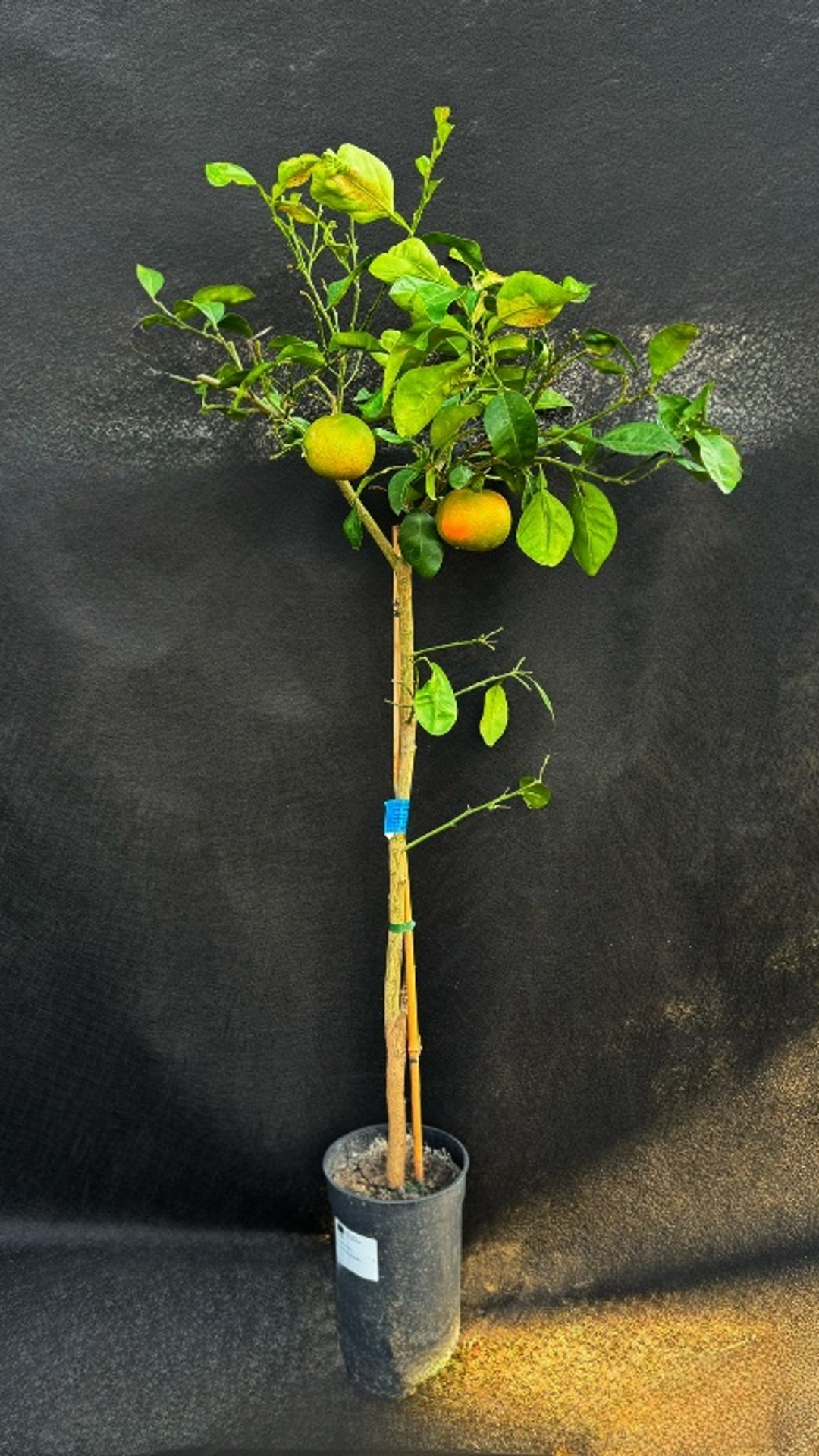 VÉR GRAPEFRUIT