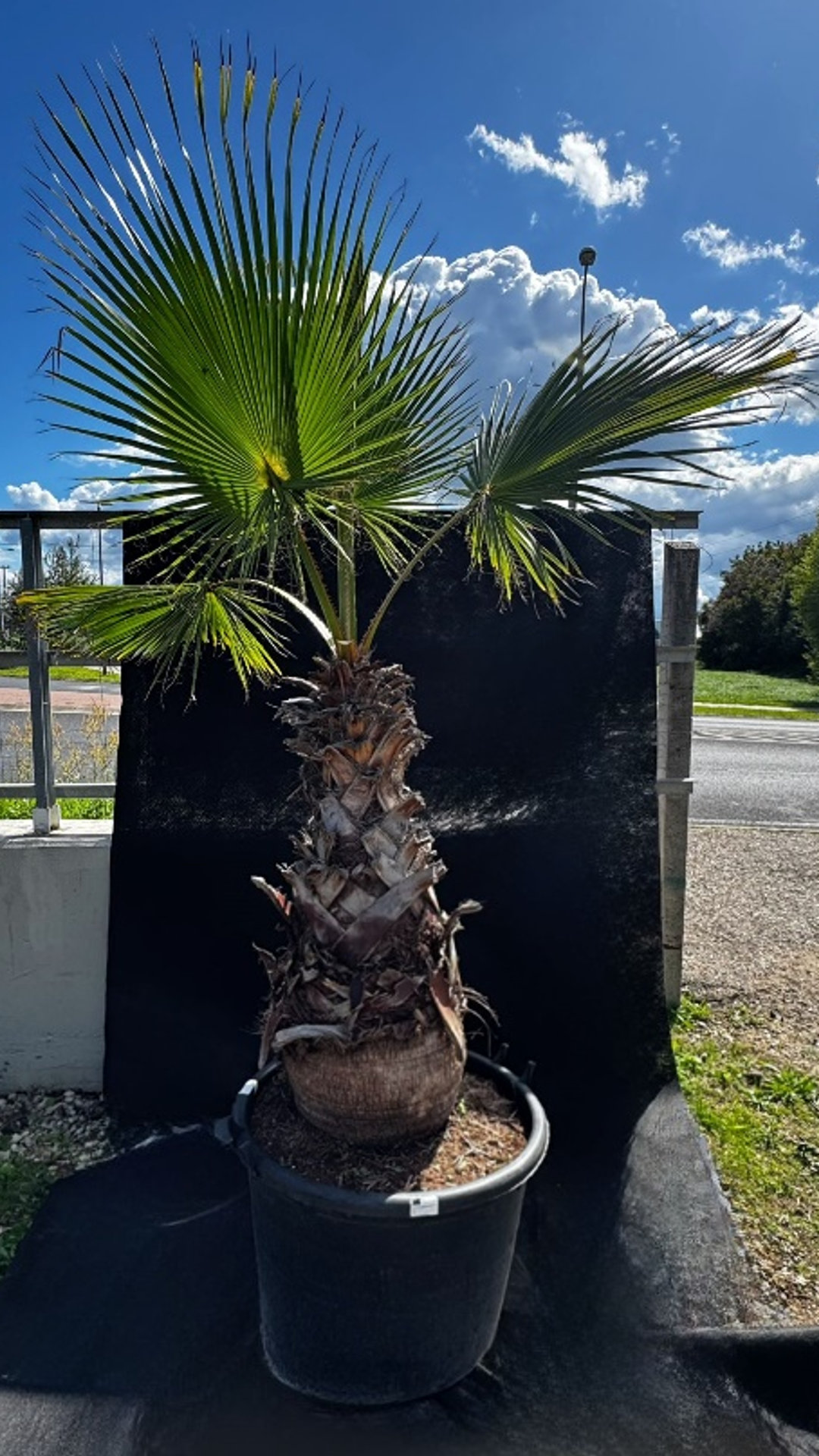 WASHINGTONIA ROBUSTA3