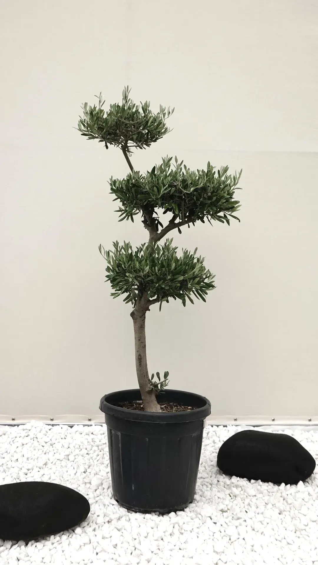 1bonsai 180