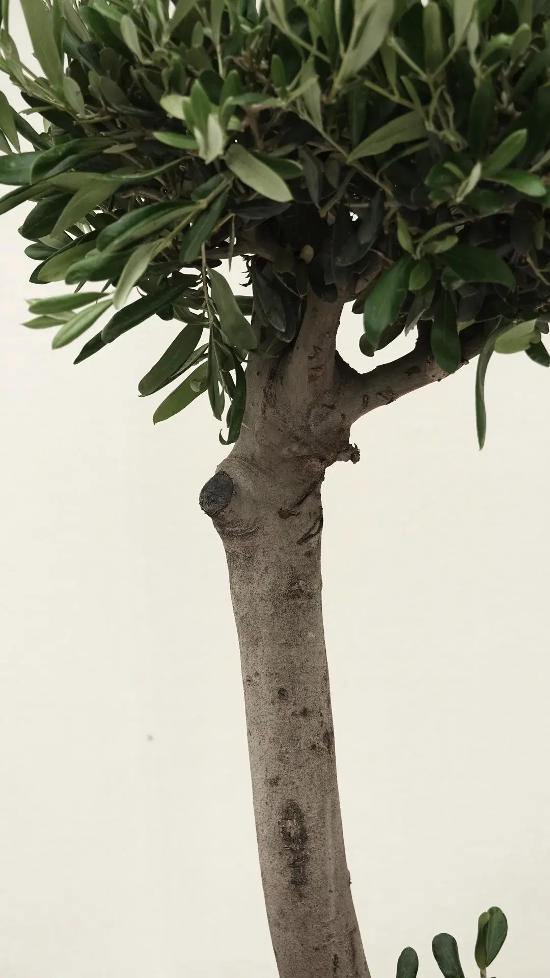 3bonsai 180