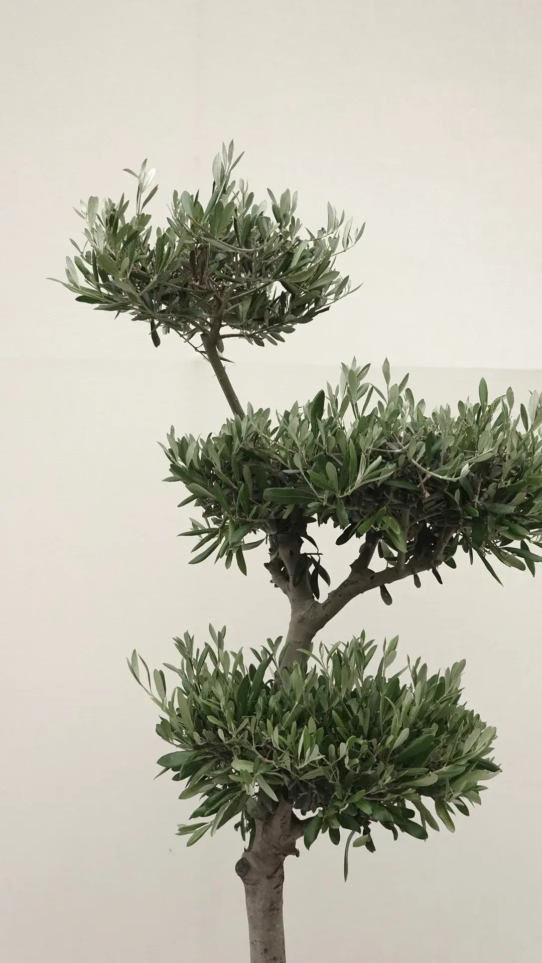 2bonsai 180