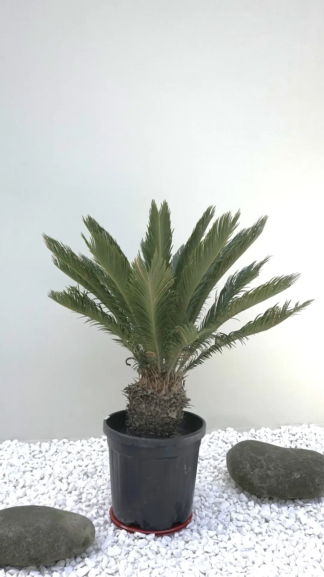 Cycas1