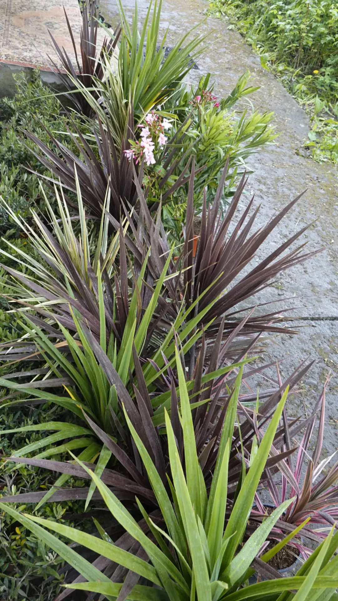 Cordyline1