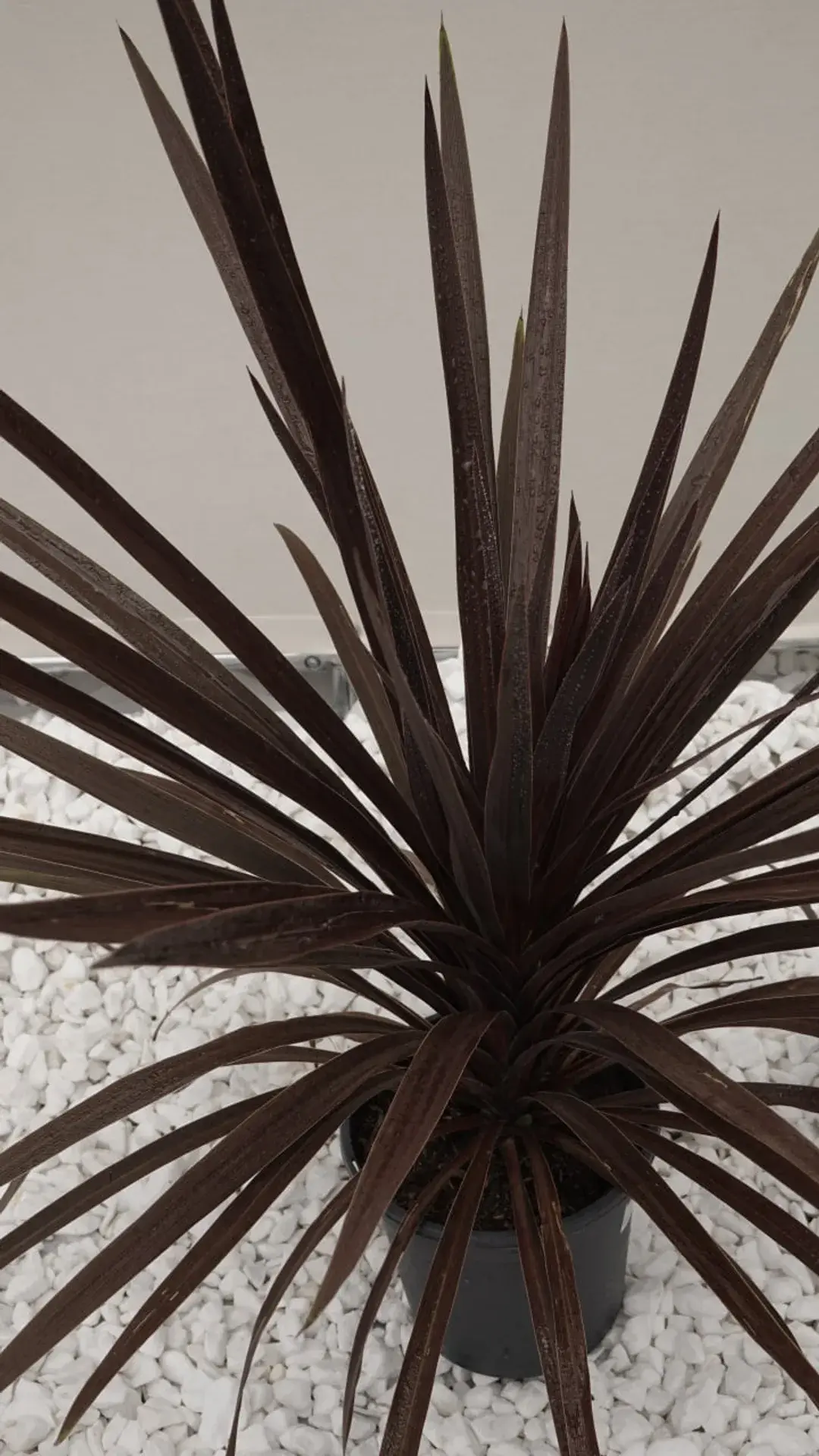 Cordyline11