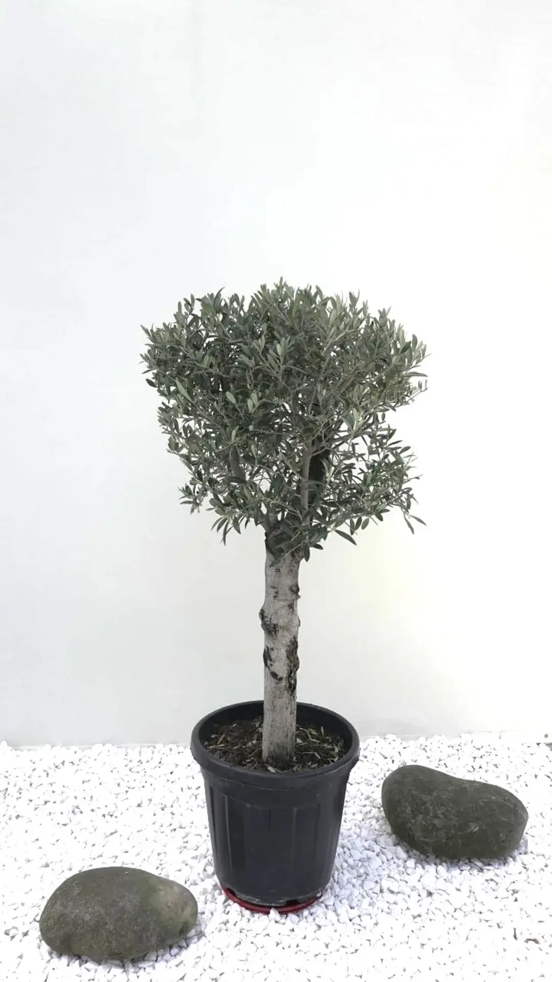 oliva 35 