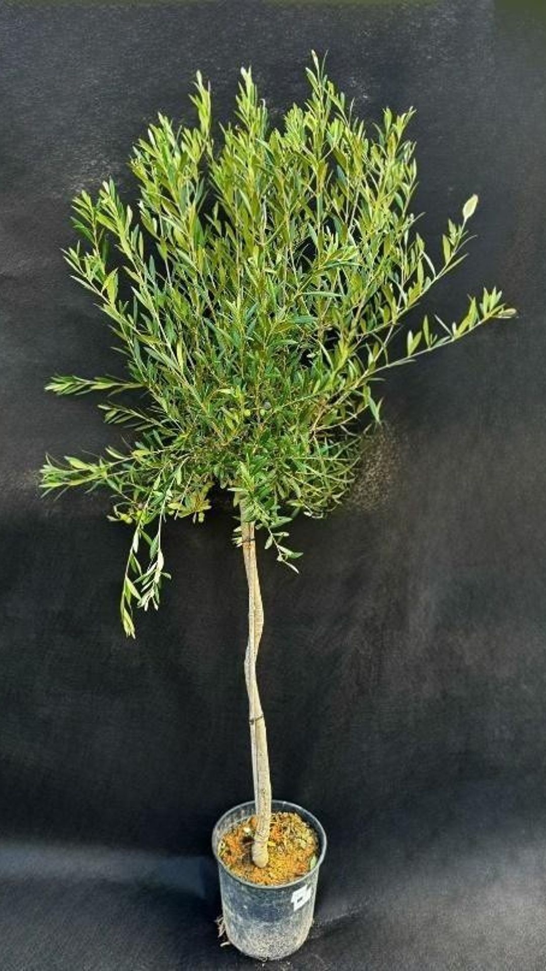 Оливкове дерево Арбекіна