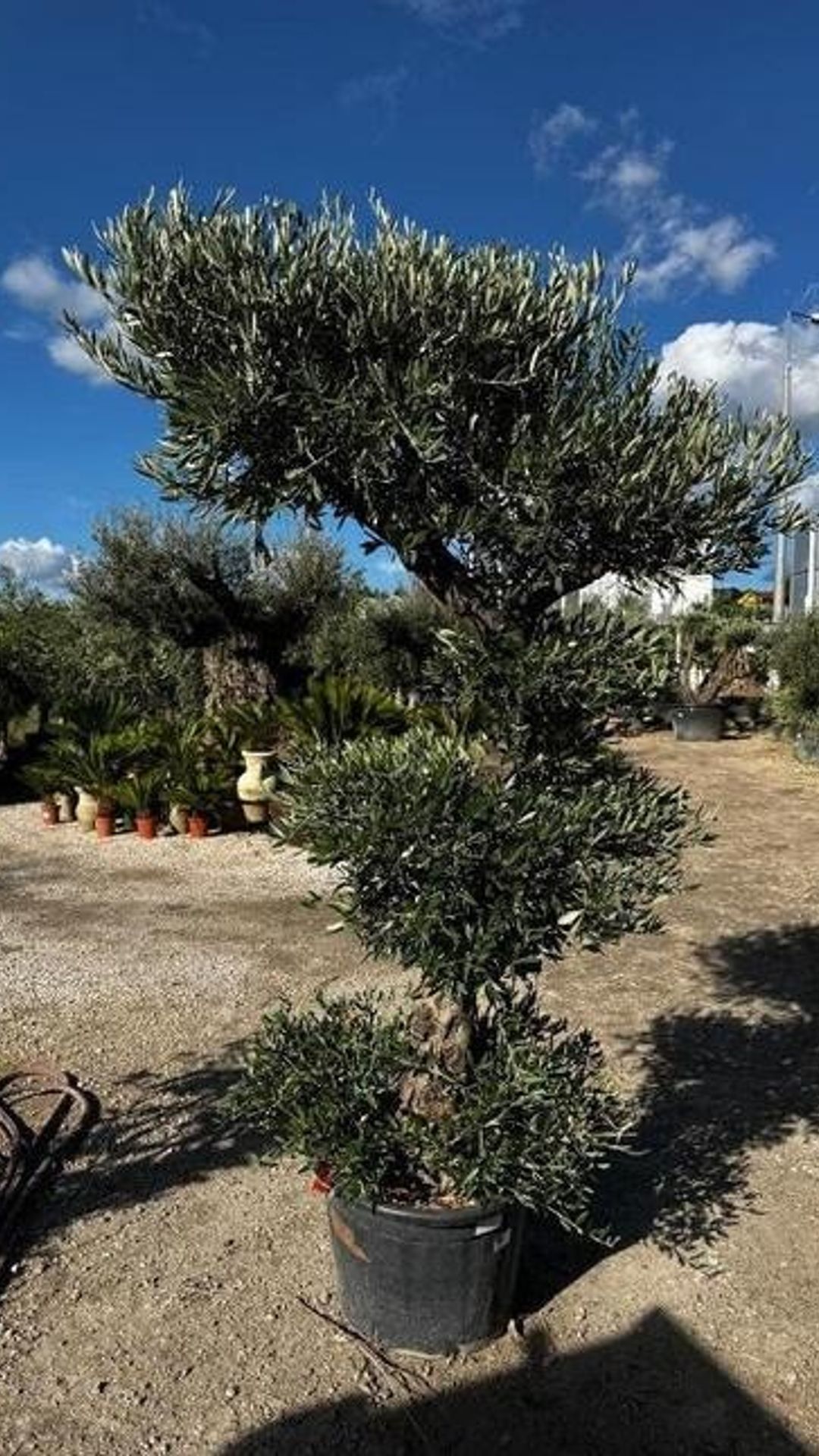 2BONSAI PICUAL475-630