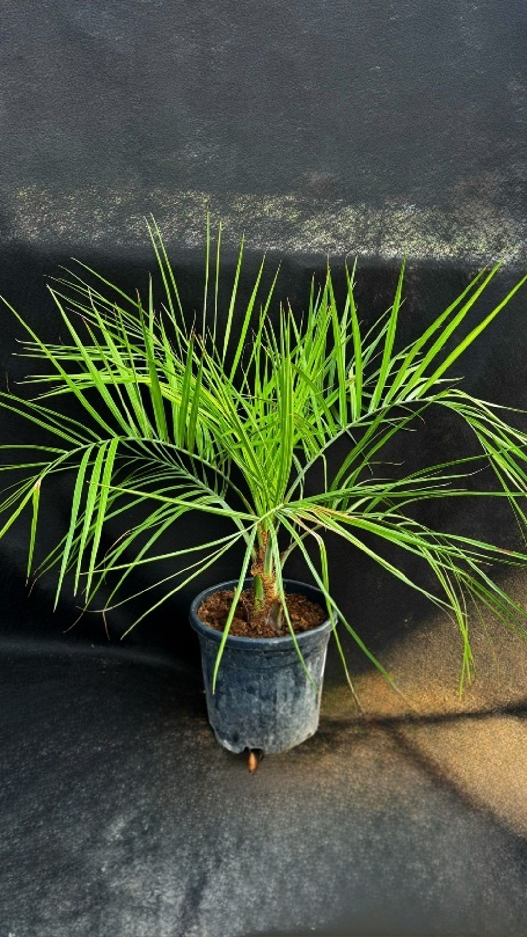 BUTIA CAPITATA1