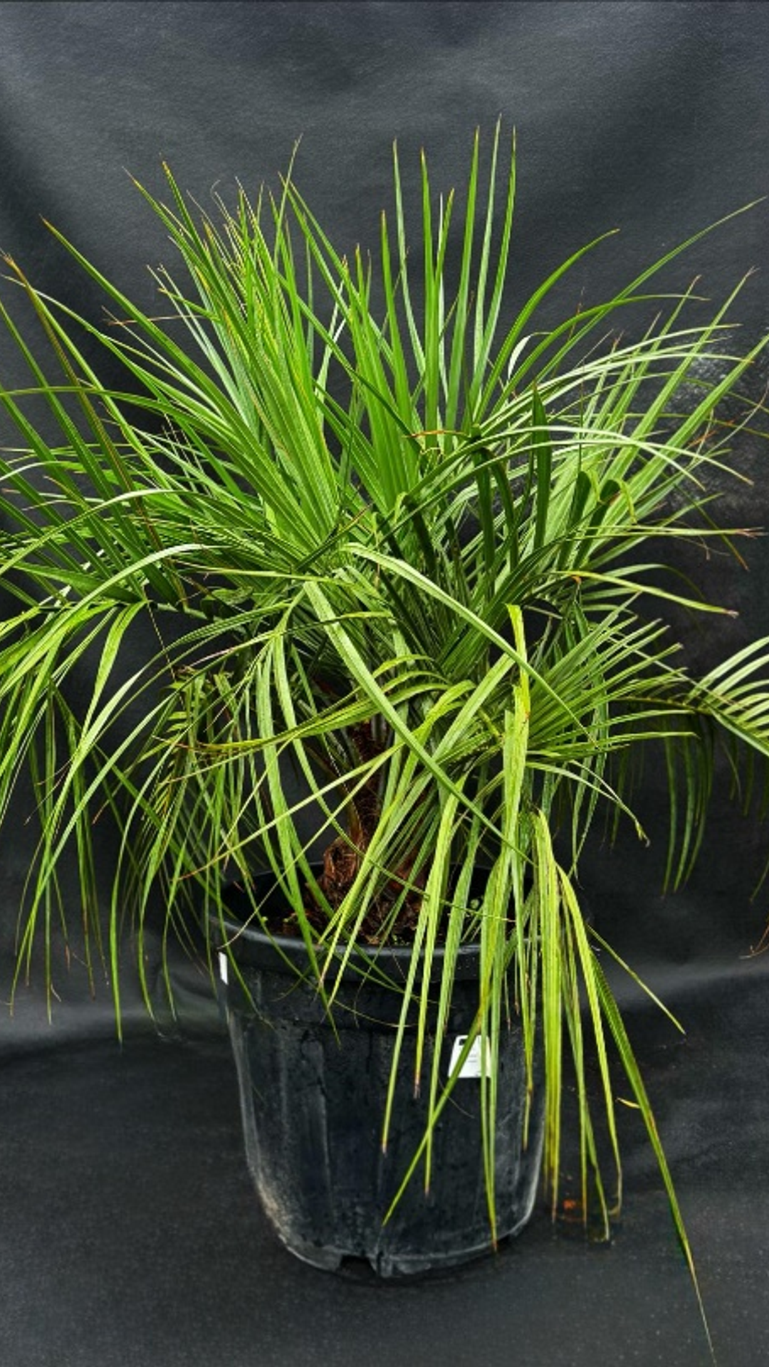 BUTIA CAPITATA2