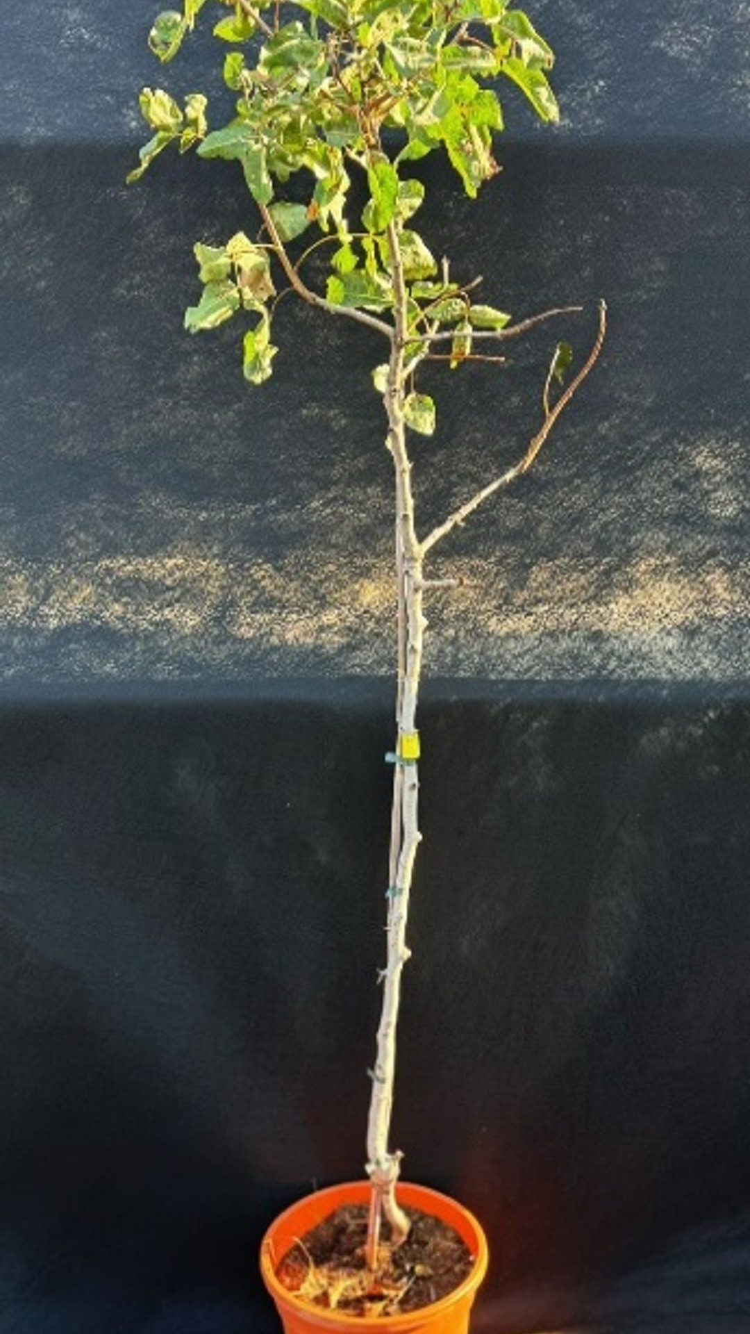 C-ESPECIAL PISZTÁCIA