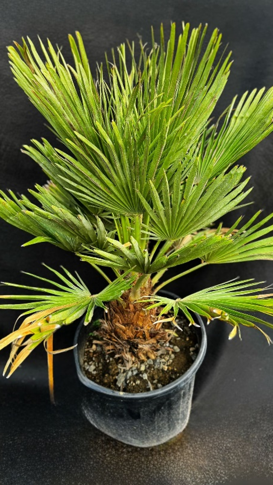 CHAMAEROPS HUMILIS ’VULCANO’35