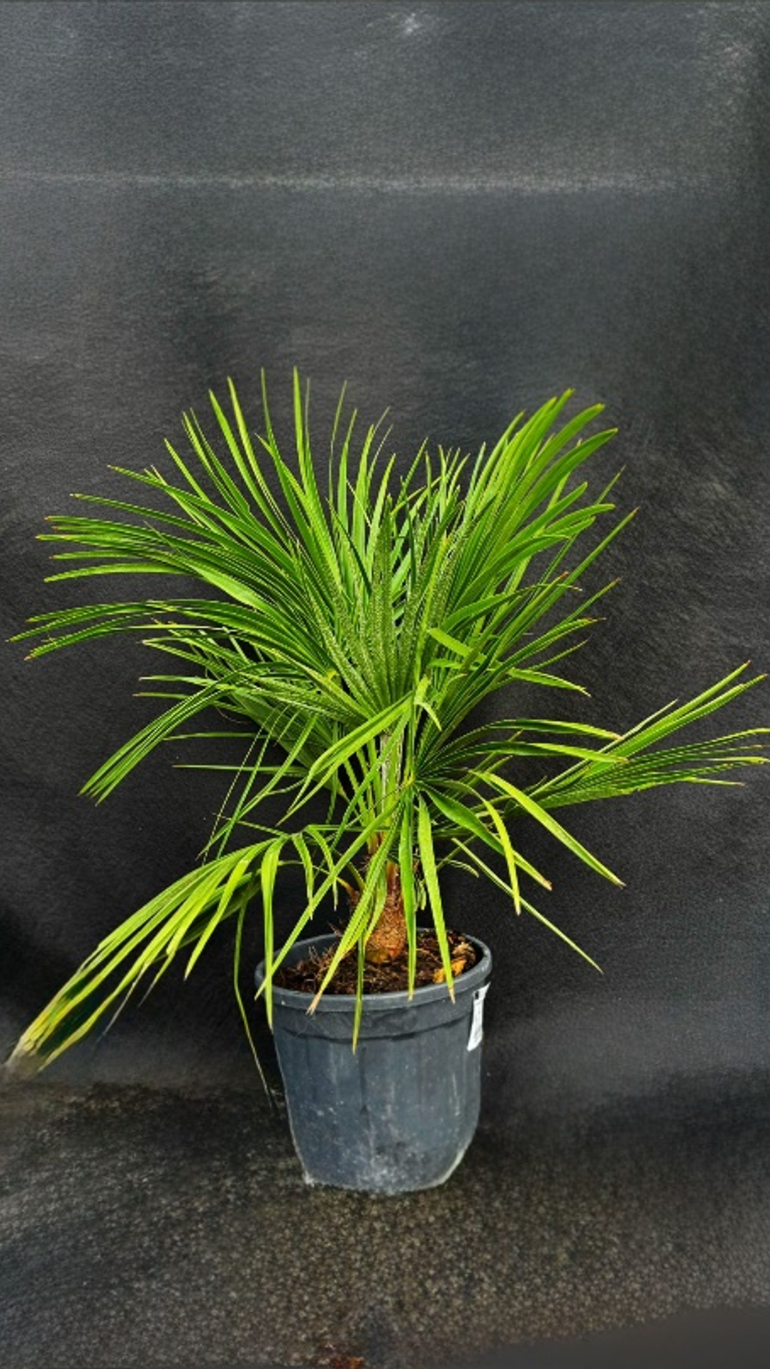 CHAMAEROPS HUMILIS ’VULCANO