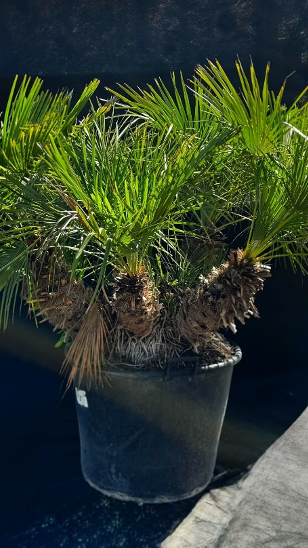 CHAMAEROPS HUMILIS few