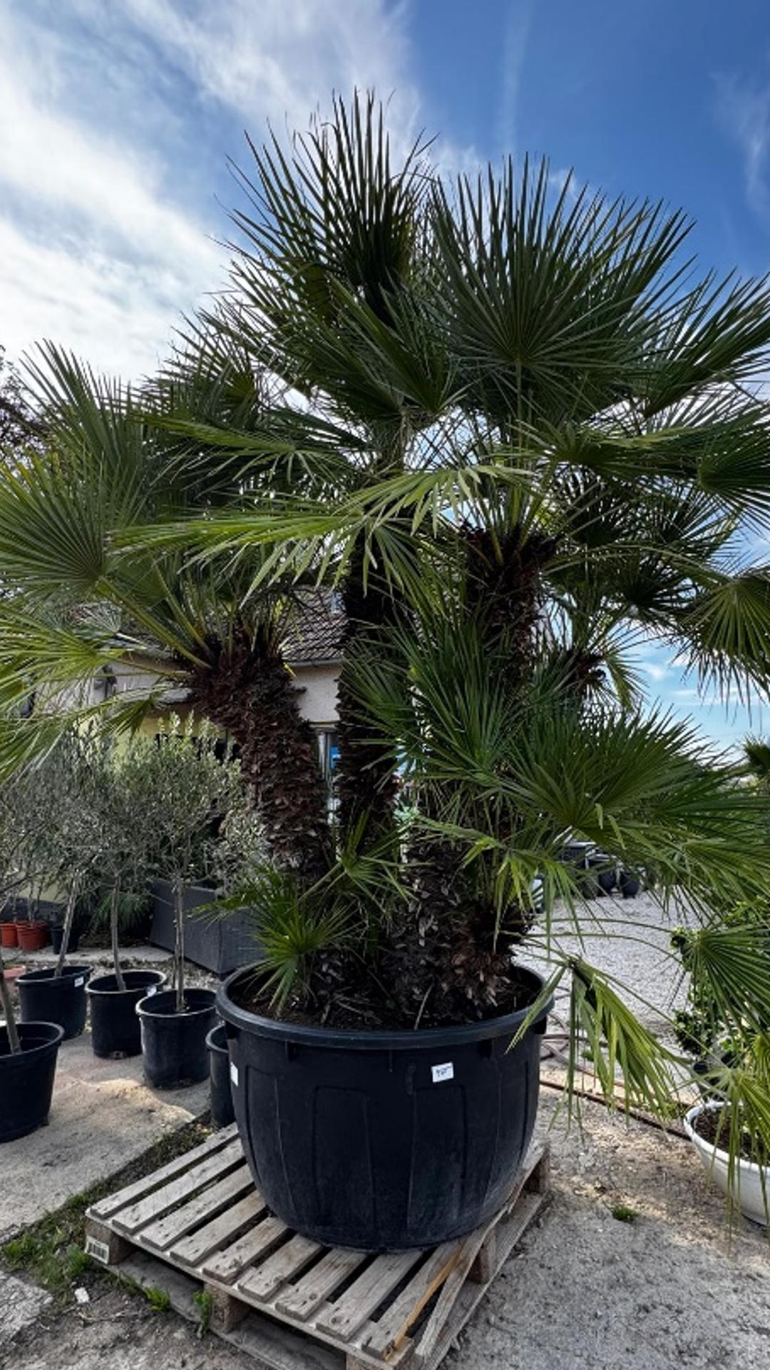 CHAMAEROPS HUMILIS huge