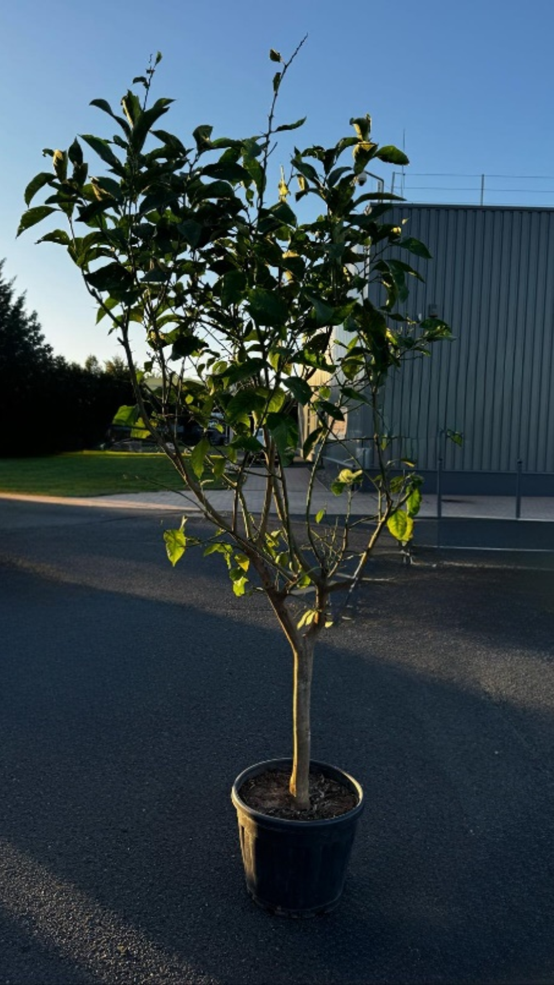 CITRUS LIMON - CITROMFA