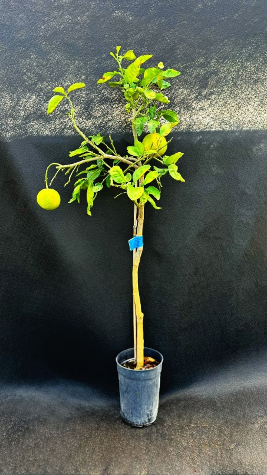 PIROS HÚSÚGRAPEFRUIT