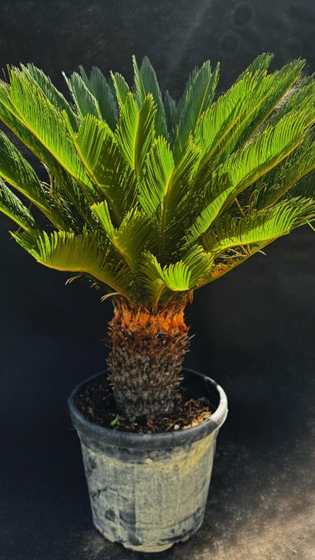 CYCAS REVOLUT4