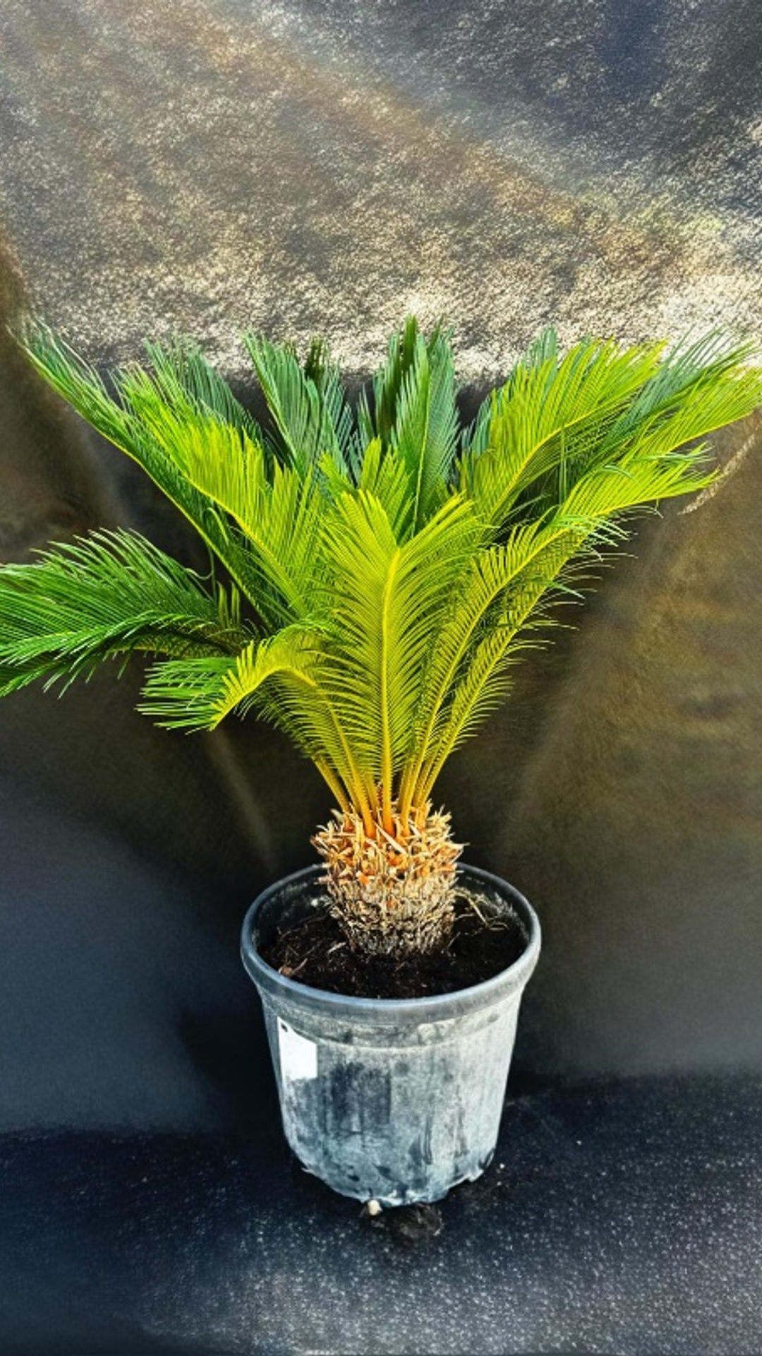 CYCAS REVOLUTA2