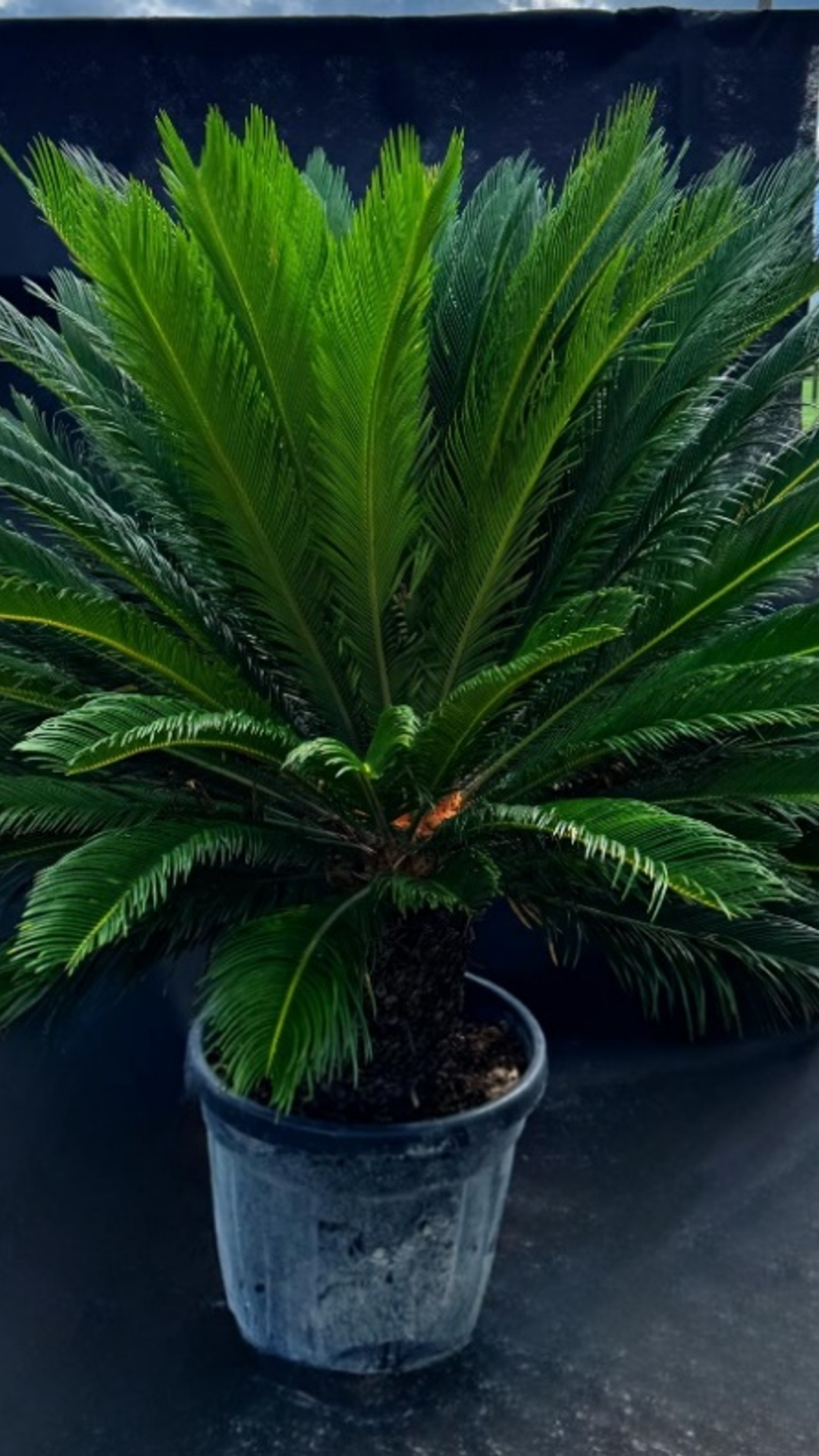 CYCAS REVOLUTA