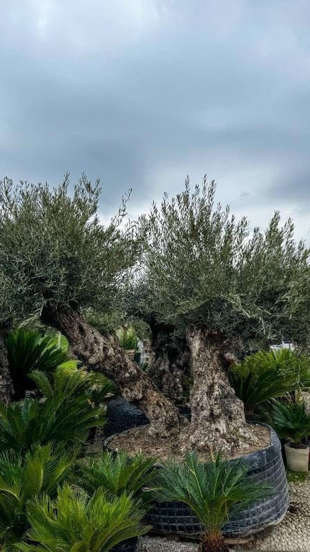 HOJIBLANCA DOUBLE1550