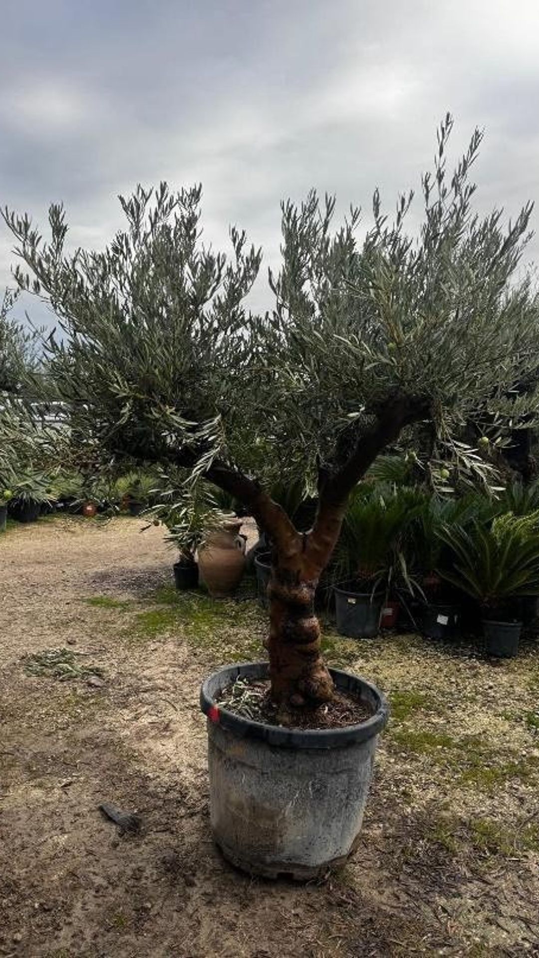 HOJIBLANCA TORTUGA500