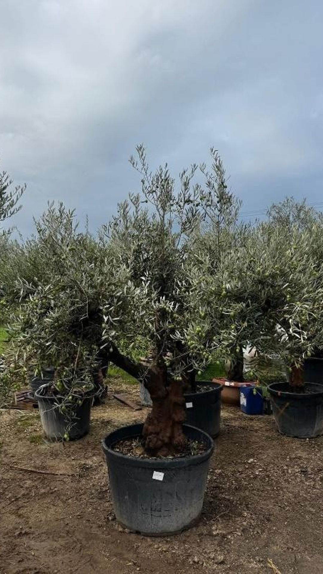 HOJIBLANCA TORTUGA645