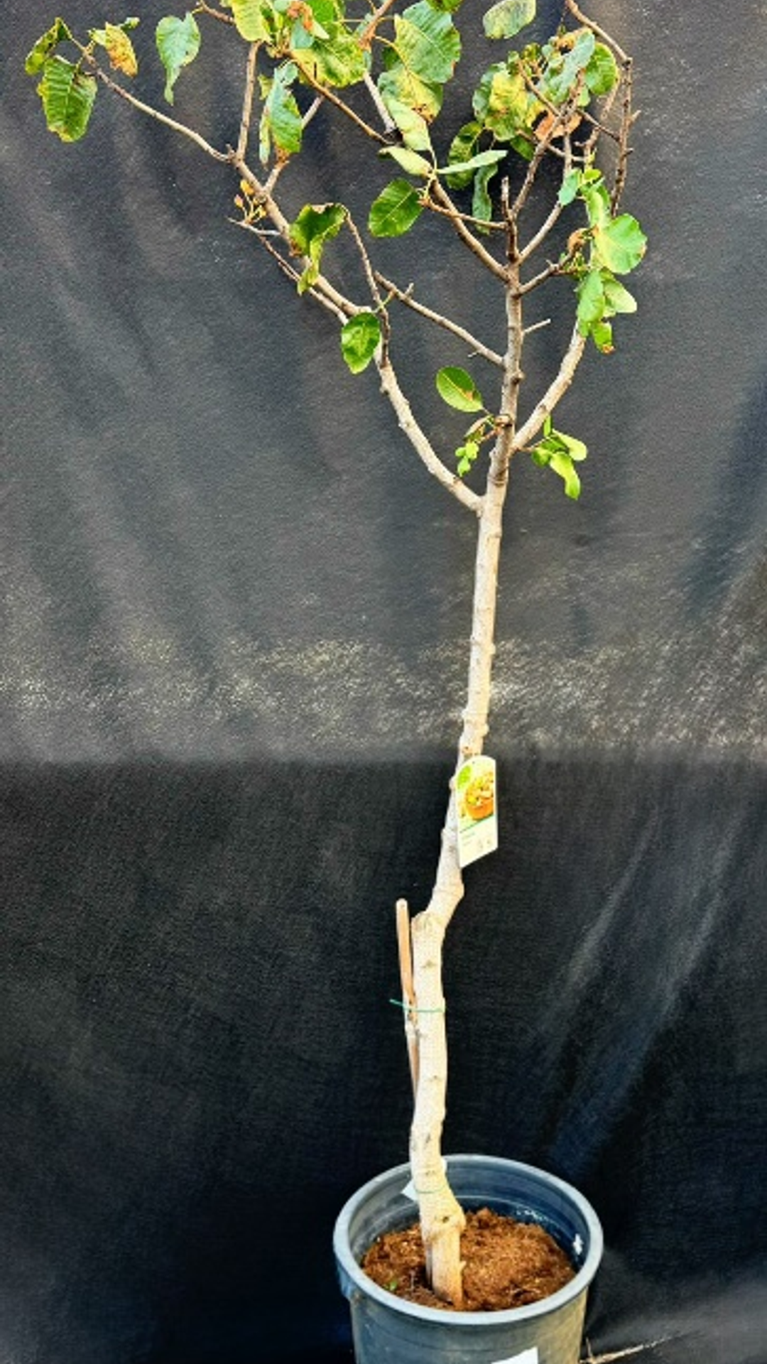 PISTACIA VERA PETERS