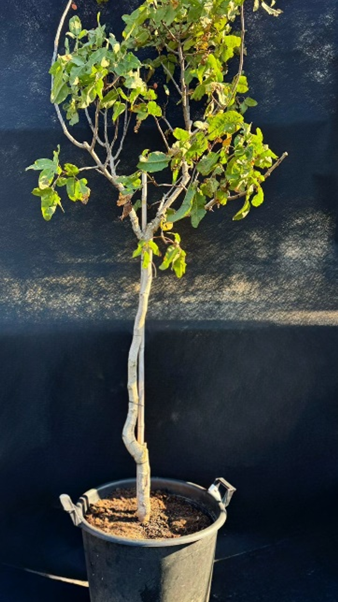 PISTACIA VERA PETERS2