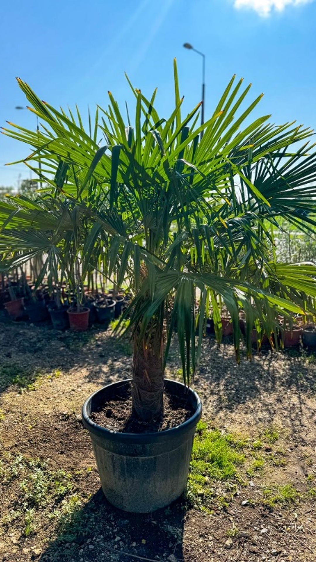 TRACHYCARPUS FORTUNEI1
