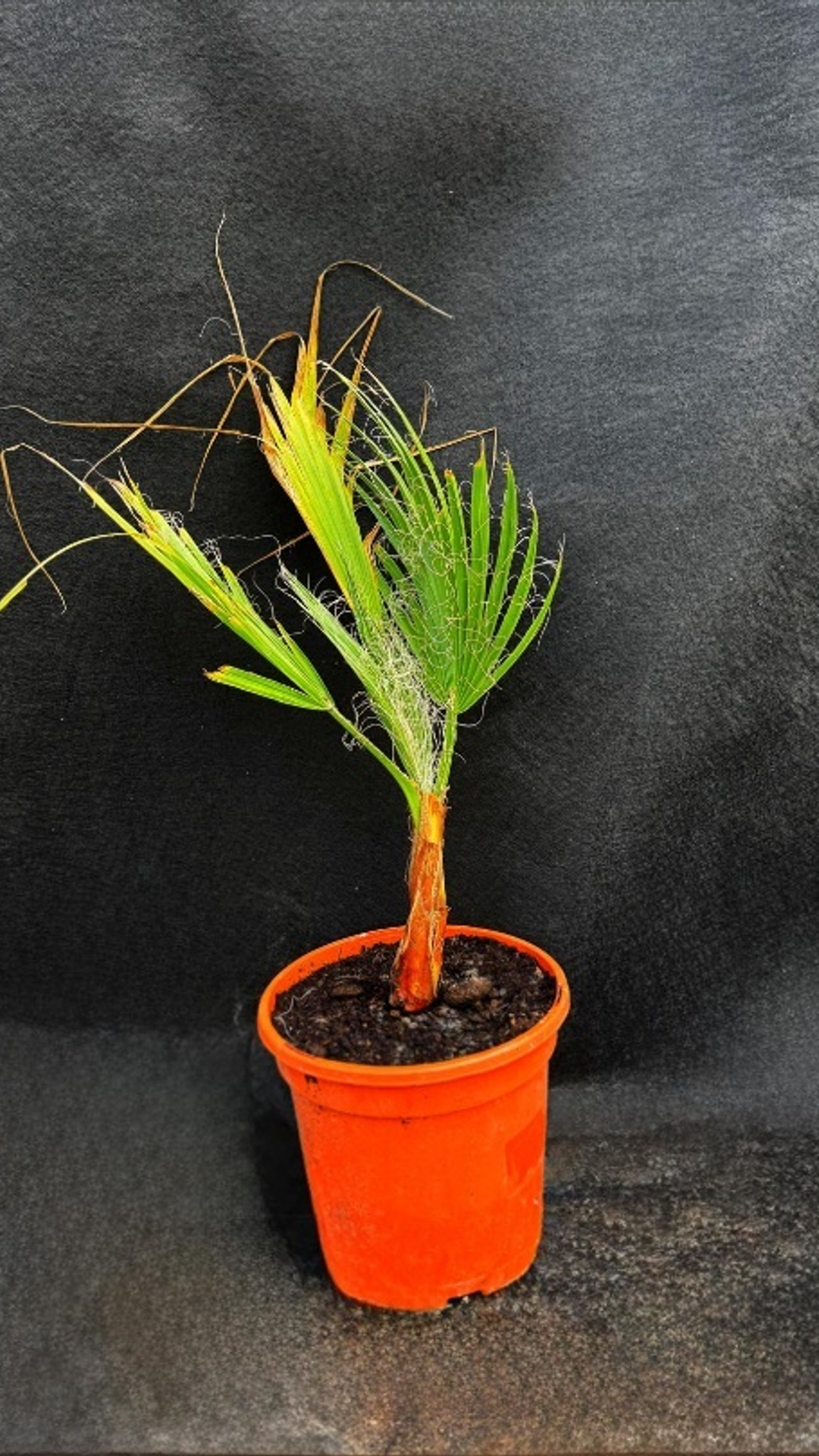 WASHINGTONIA ROBUSTA1