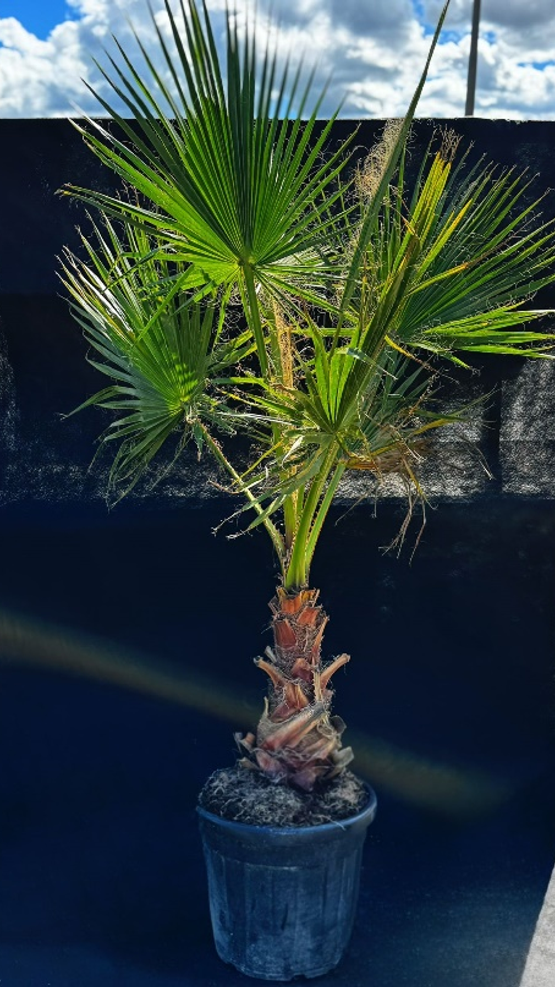 WASHINGTONIA ROBUSTA2