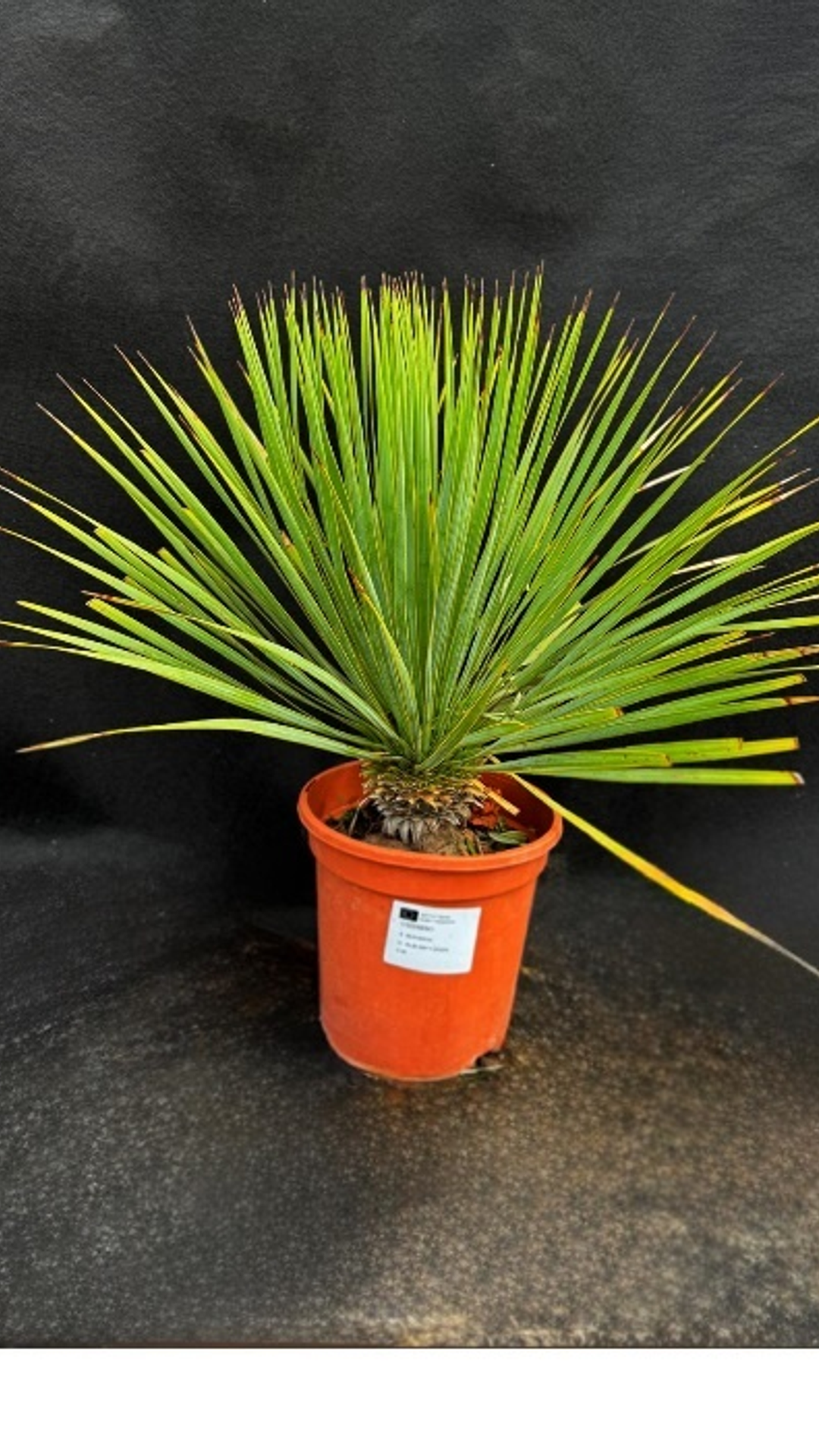 YUCCA ROSTRATA1