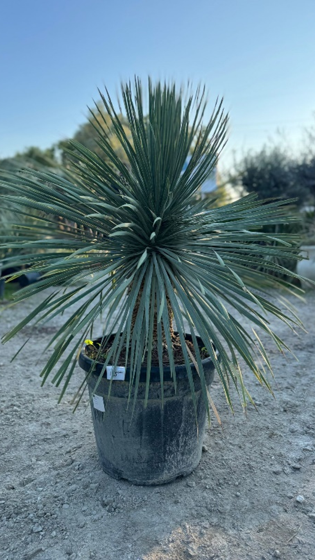 YUKKA ROSTRATA – JUKKA 150-400 cm