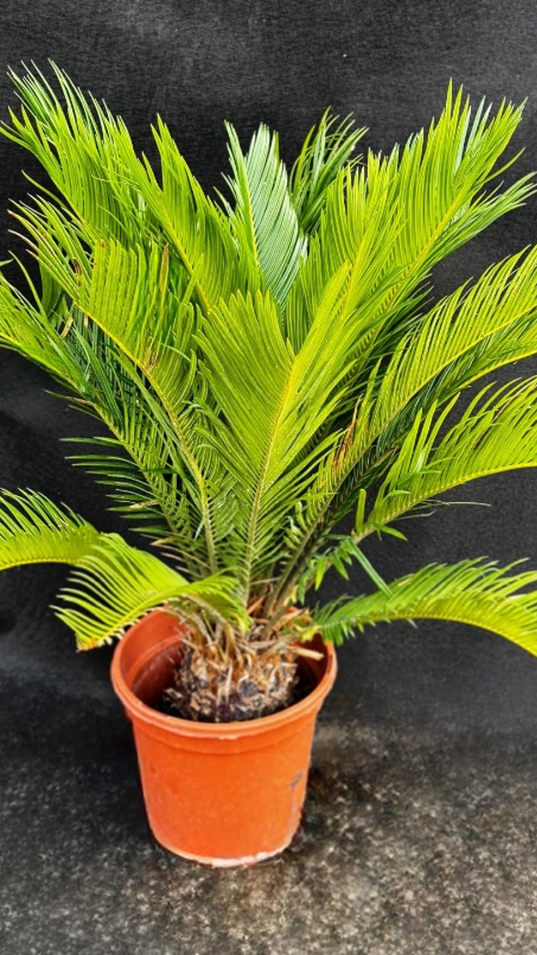 cycas revolt1